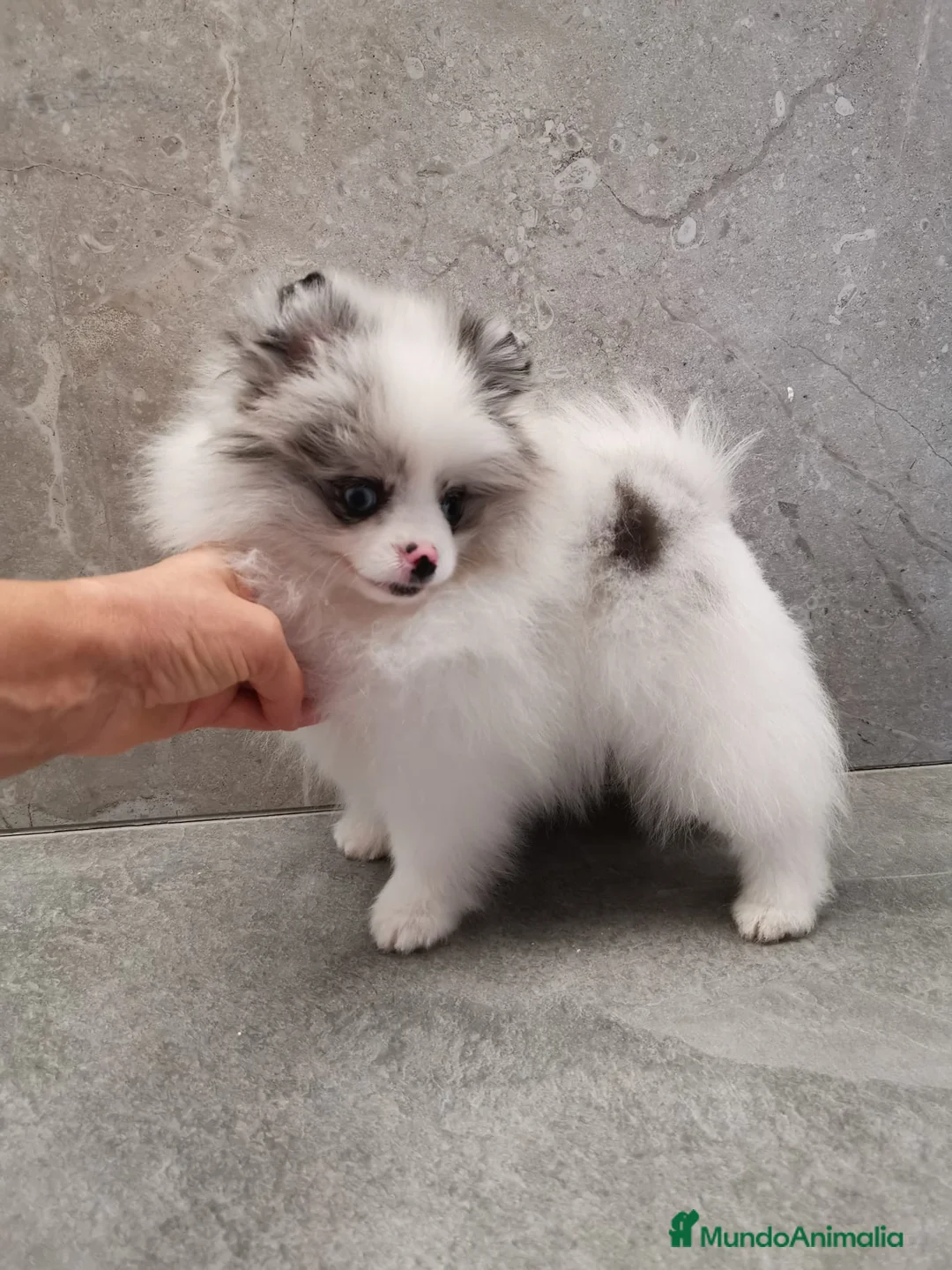 Pomerania perros en venta: Pomerania Merle Toy ojos azules hembra  - Anuncio 2