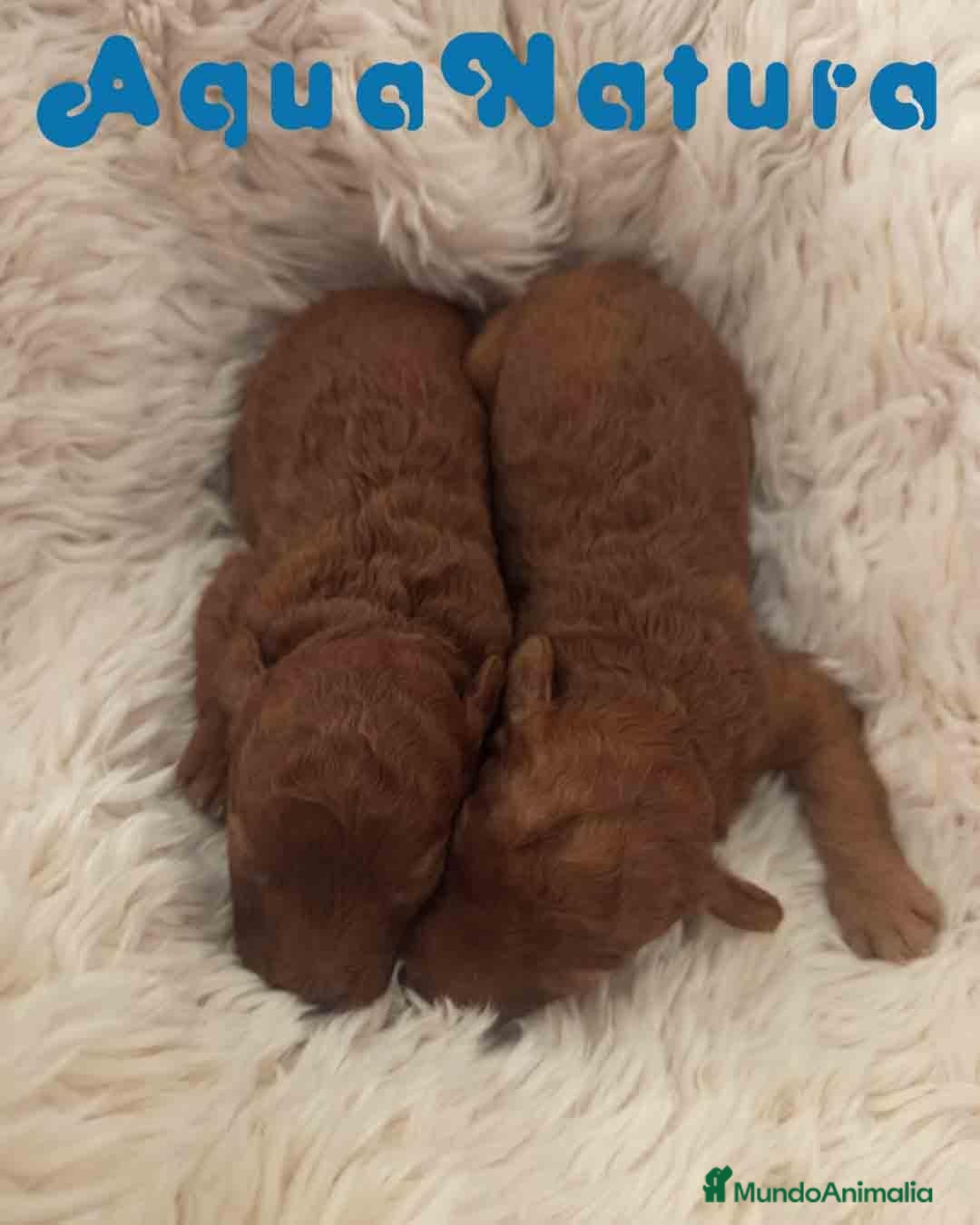 Caniche Enano perros en venta: Camada Caniche de Barbie y Can AQUANATURA - Anuncio 3