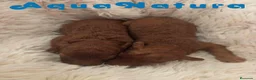 Caniche Enano perros en venta: Camada Caniche de Barbie y Can AQUANATURA - Anuncio 1