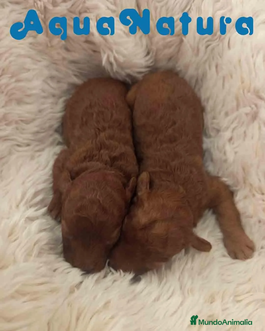Caniche Enano perros en venta: Camada Caniche de Barbie y Can AQUANATURA - Anuncio 1