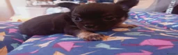 Chihuahua perros en venta: Camada Flapi Chihuahua  - Anuncio 9