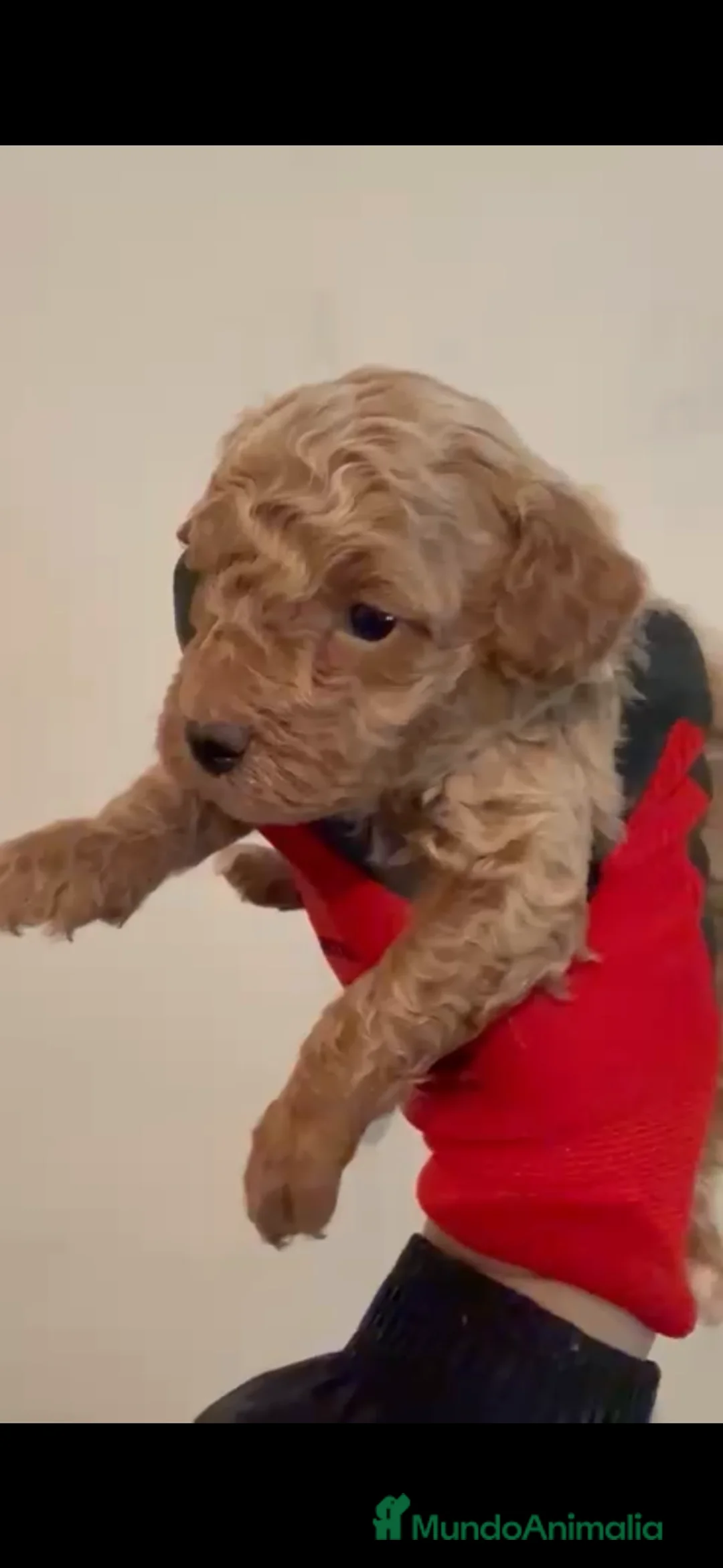 Caniche Toy perros en venta: Último caniche apricot disponible  - Anuncio 3