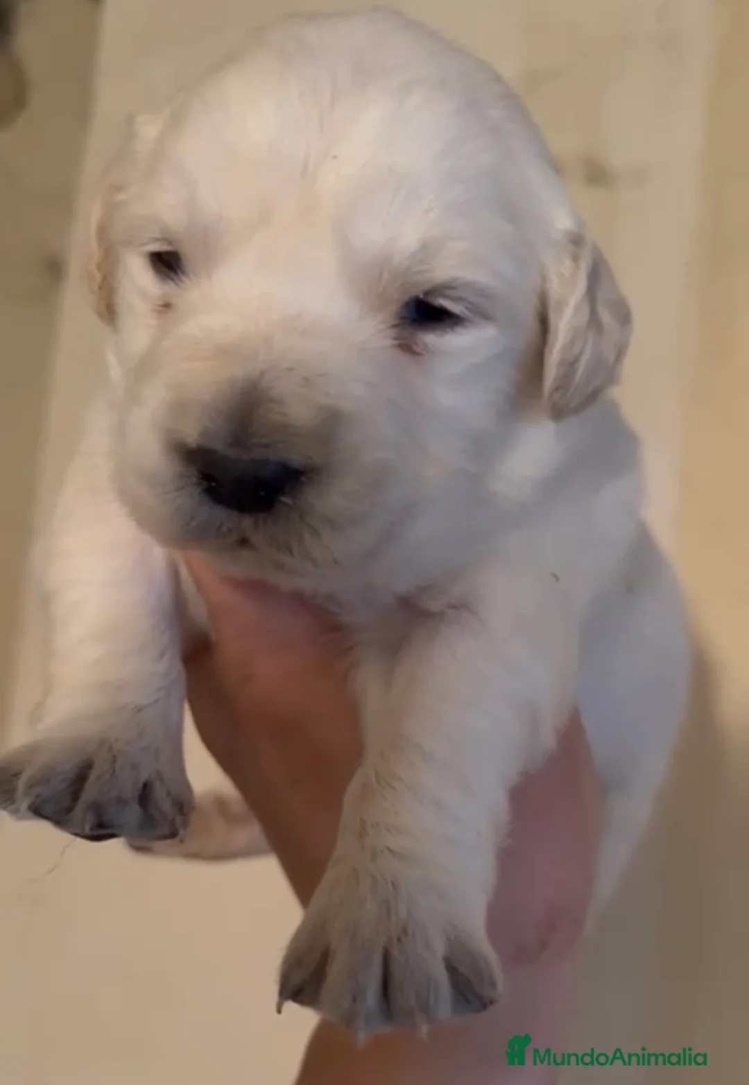 Golden Retriever perros en venta: Hembra golden retriever - Anuncio 3