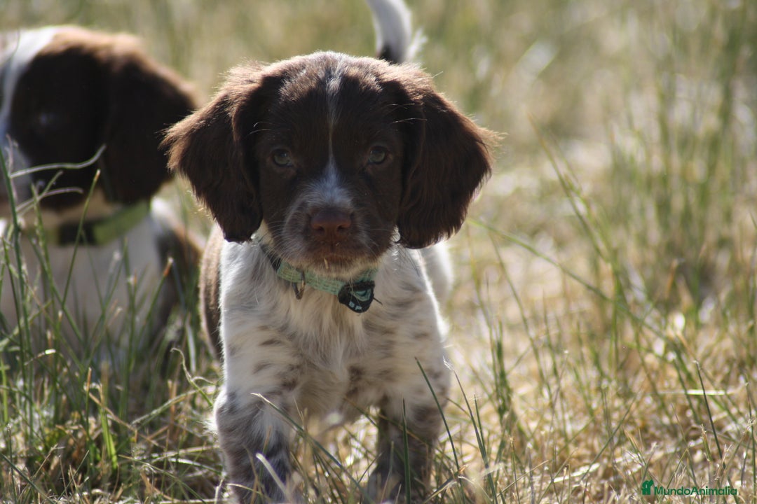 English Springer Spaniel perros en venta: Cachorros springer spaniel - Imagen 4