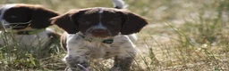 English Springer Spaniel perros en venta: Cachorros springer spaniel - Anuncio 4