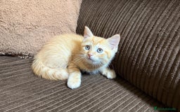 Británico de Pelo Corto gatos en venta: Gatcot.com - Imagen 3