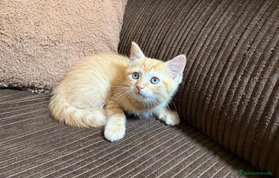 Británico de Pelo Corto gatos en venta: Gatcot.com - Imagen 3