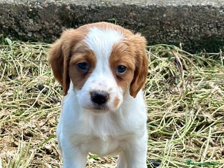 Épagneul Breton perros en Barcelona - Anuncio 6