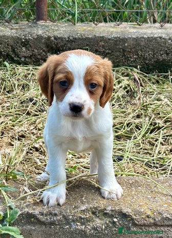 Épagneul Breton perros en Barcelona - Anuncio 7