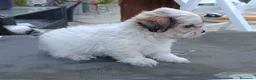Shih Tzu perros en venta: MalShi. Shihtzu x Maltes - Anuncio 12