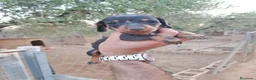 Teckel Miniatura perros en venta: Teckel miniatura  - Anuncio 9
