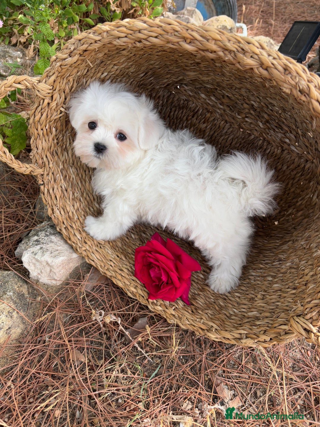Bichón Maltés perros en venta: Bichon maltés toy hembra y macho  - Imagen 6