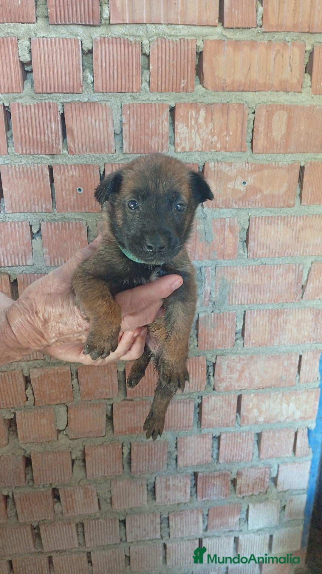 Pastor Belga Malinois perros Disponible Pastor belga Malinois para reservar  - Anuncio 1