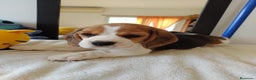 Beagle perros en venta: BEAGLE LIATOS PARA ENTREGAR /// en Badajoz - Anuncio 3