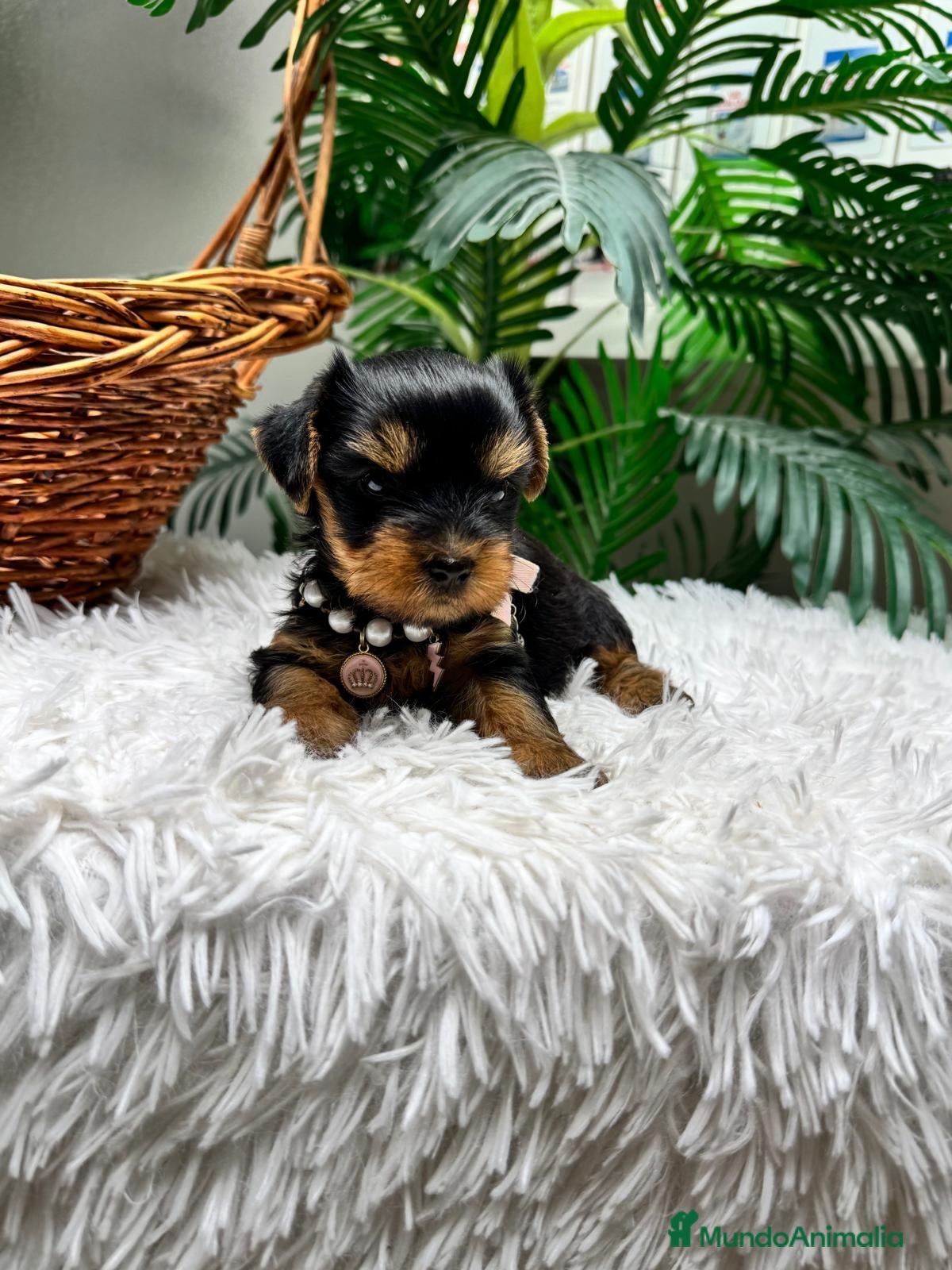 Yorkshire Terrier perros YORKSHIRE TERRIER HEMBRAS - Anuncio 1
