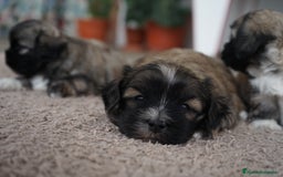 Maltipoo perros en venta: 🐾 Maxi y Boom – Maltipoo marrones con encanto ☕ - Imagen 8