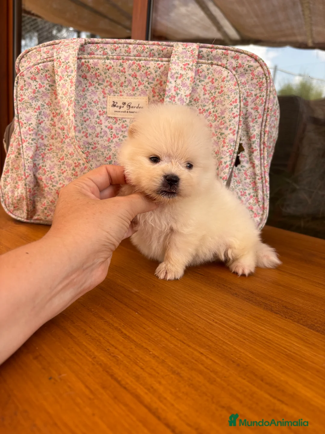 Pomerania perros en venta: Pomerania (lulu de Pomerania) - Anuncio 14