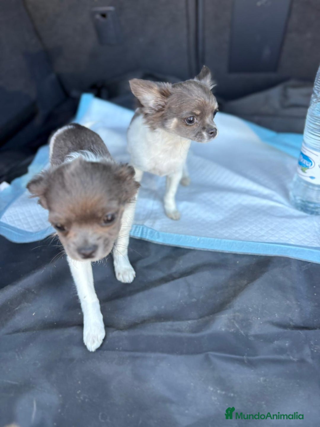 Chihuahua perros en venta: Chihuahuas pelo largo blanco blue - Imagen 16