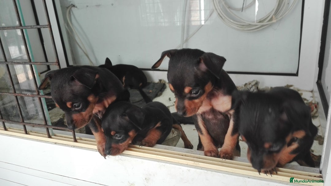 Pinscher Miniatura perros en venta: Mini pincher  - Imagen 2