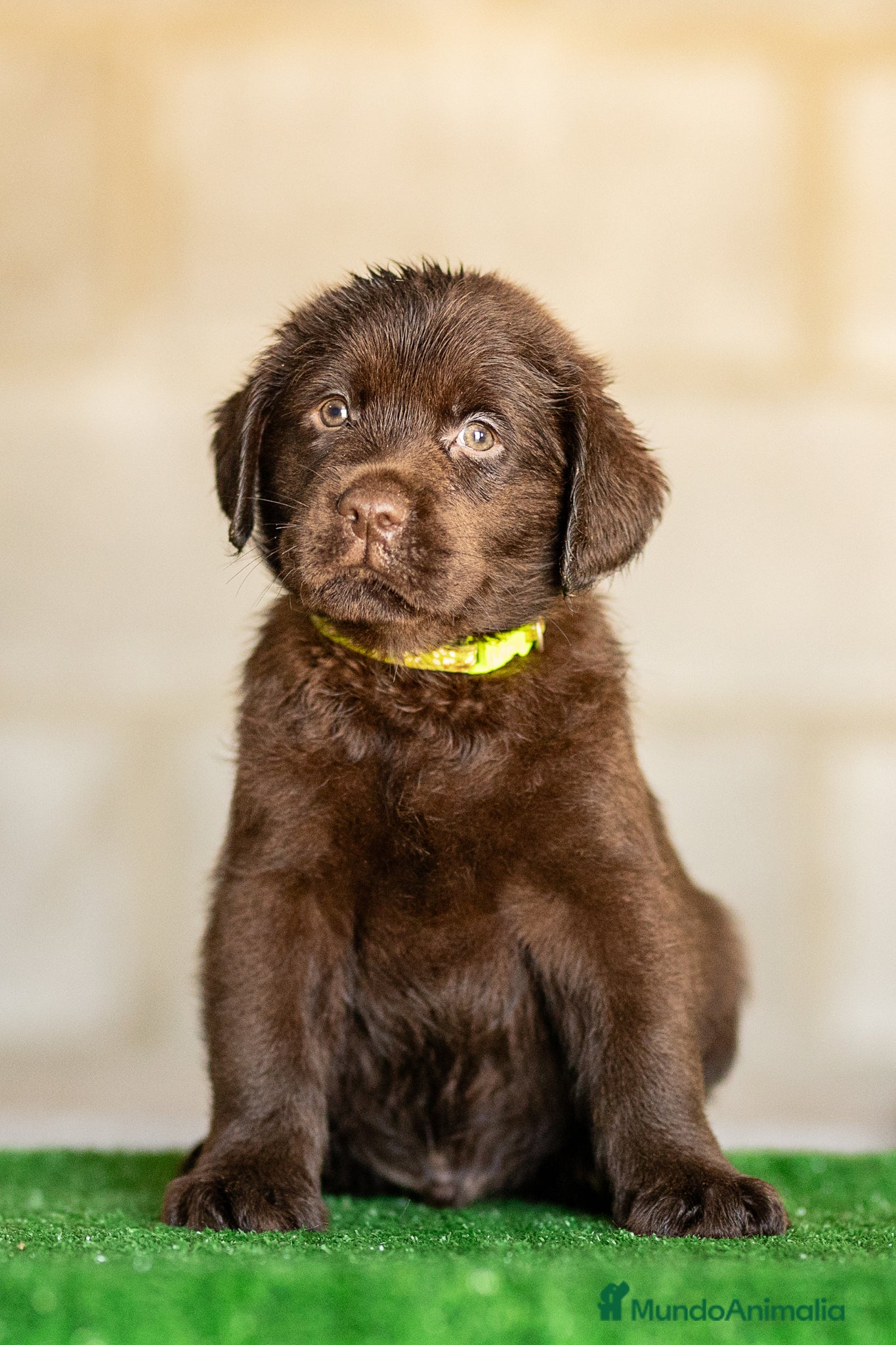 Labrador Retriever perros en venta: LABRADOR CHOCOLATE DISPONIBLE - Anuncio 5