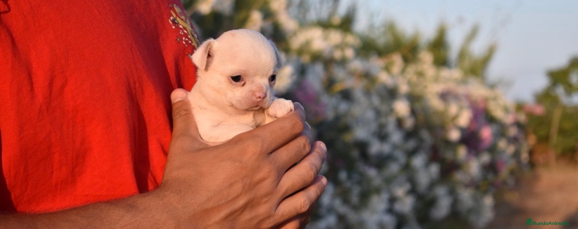 Chihuahua perros CHIHUAHUA HEMBRA MINIATURA  - Anuncio 3
