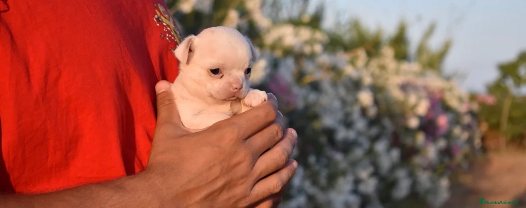 Chihuahua perros en venta: CHIHUAHUA HEMBRA MINIATURA  en Alicante - Anuncio 1