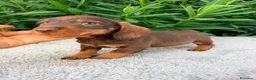 Teckel Miniatura perros en venta: TECKEL MINIATURA CHOCOLATE  - Anuncio 4