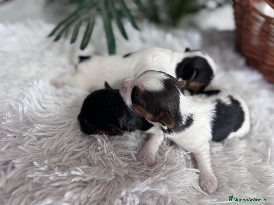 Yorkshire Terrier perros en venta: YORKSHIRE BIEWER HEMBRAS - Anuncio 21