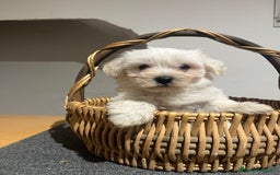 Bichón Maltés perros en venta: Bichon maltés  - Imagen 4