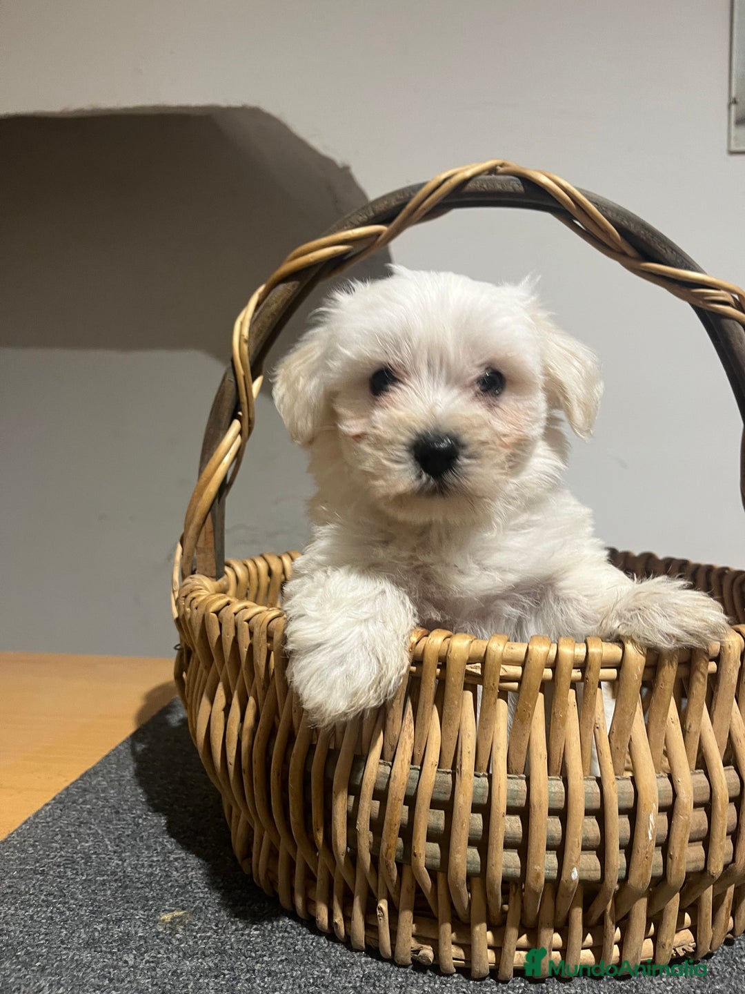 Bichón Maltés perros en venta: Bichon maltés  - Imagen 4