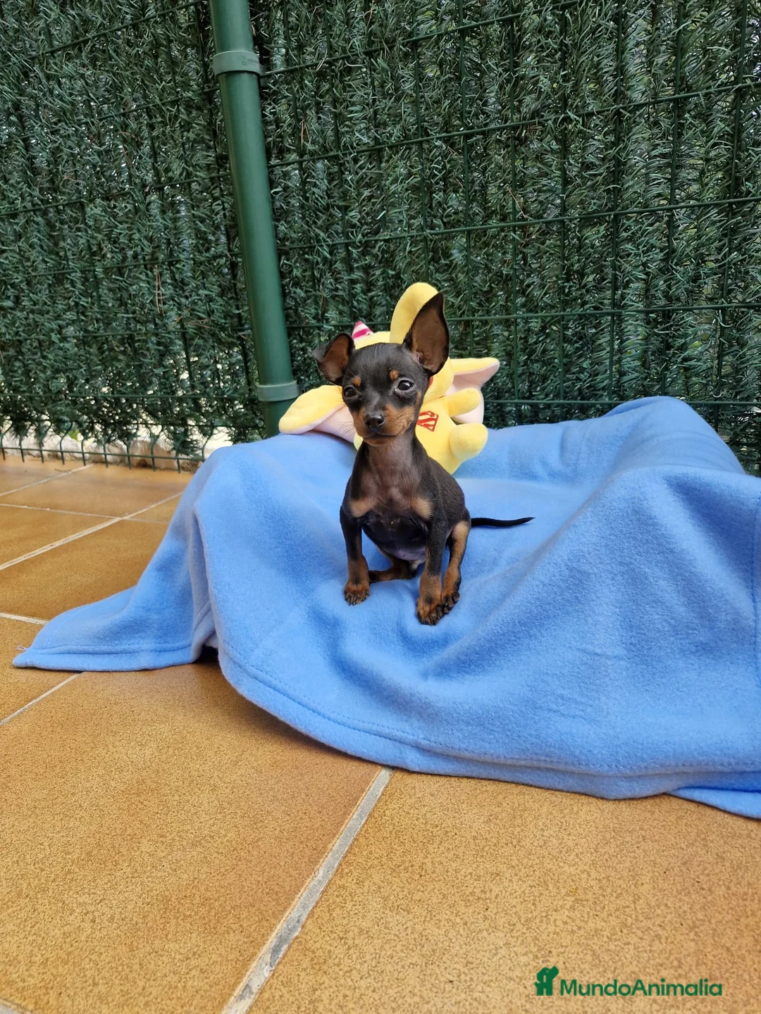 Ratón de Praga perros en venta: Ratón de Praga toy en Barcelona - Anuncio 1