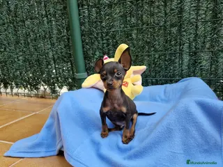 Ratón de Praga perros Ratón de Praga toy en Barcelona - Anuncio 3