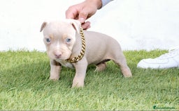 American Pit Bull Terrier perros en venta: American pitbull terrier unico en españa  - Imagen 3