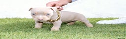 American Pit Bull Terrier perros en venta: American pitbull terrier unico en españa  - Anuncio 3
