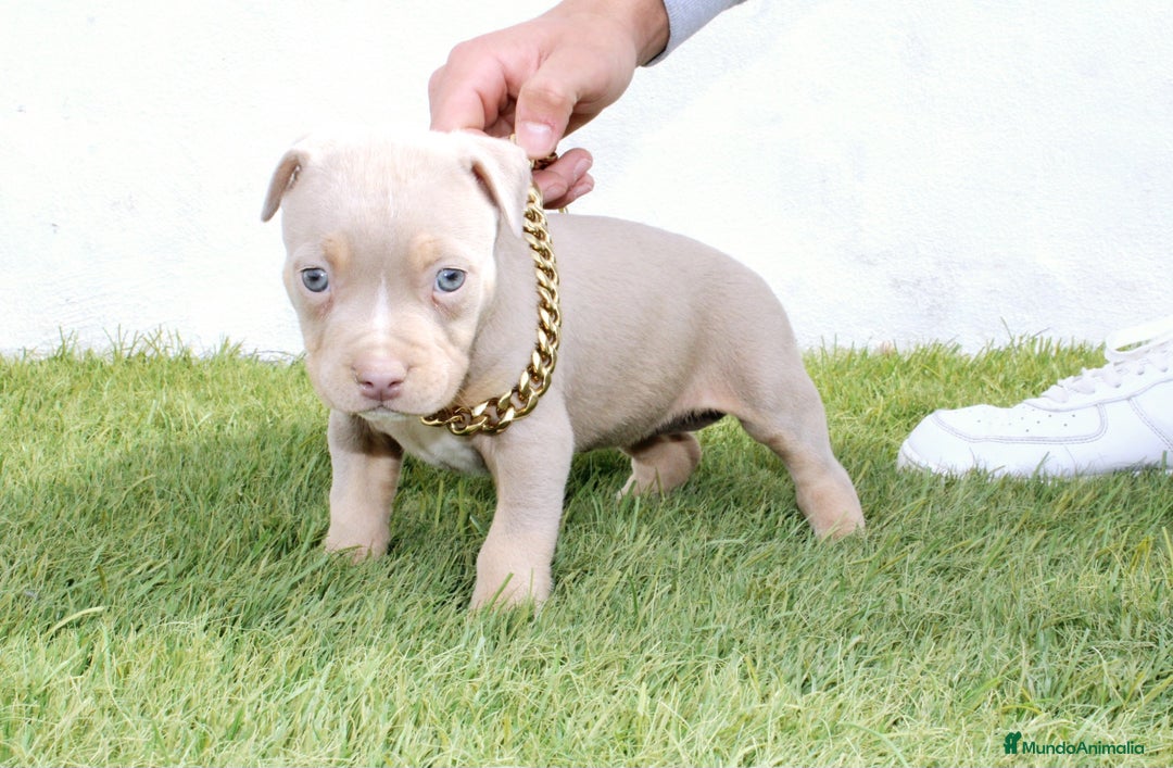 American Pit Bull Terrier perros en venta: American pitbull terrier unico en españa  - Imagen 3
