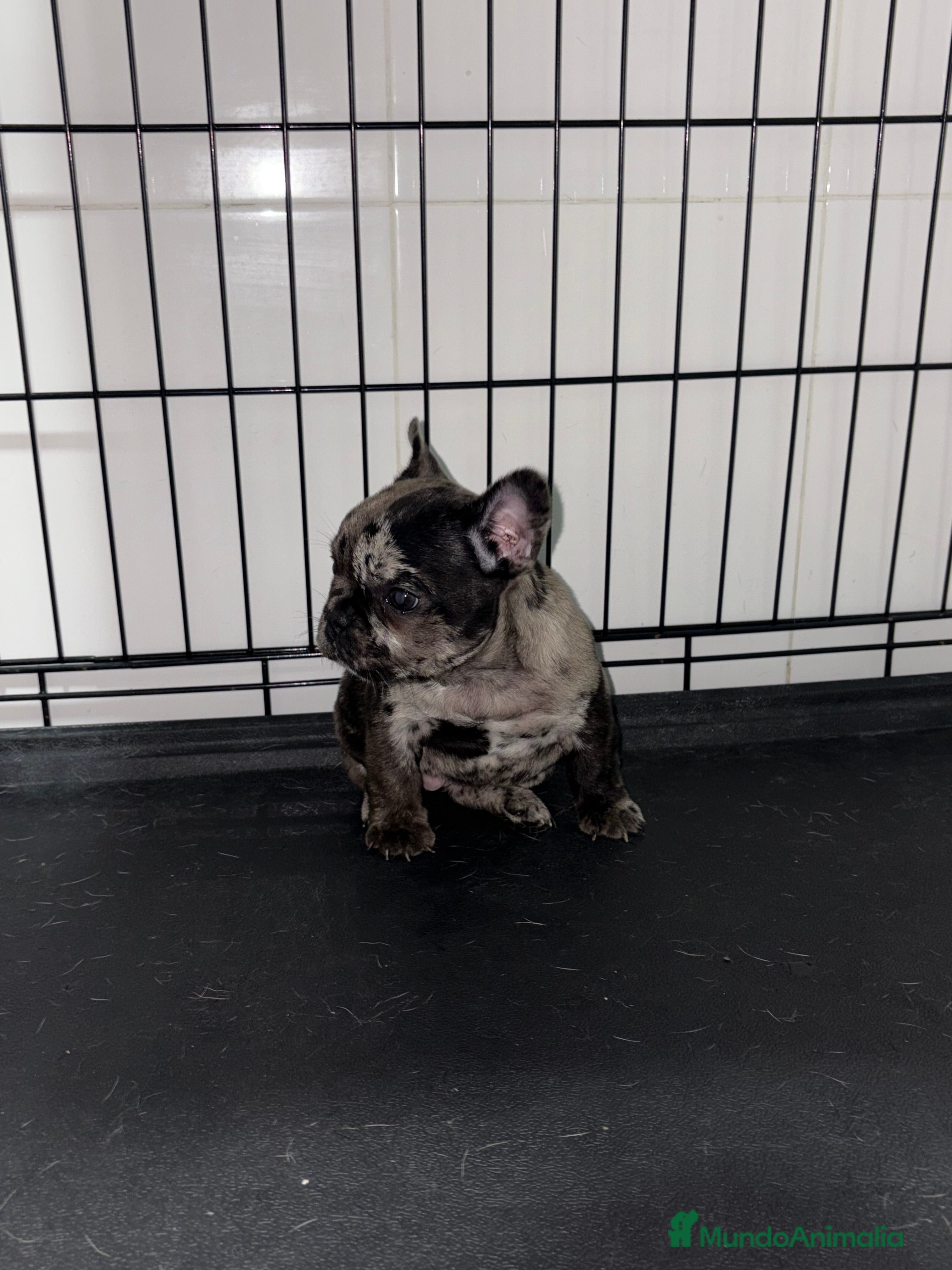 Bulldog Francés perros Cachorra bulldog francés merle - Anuncio 3