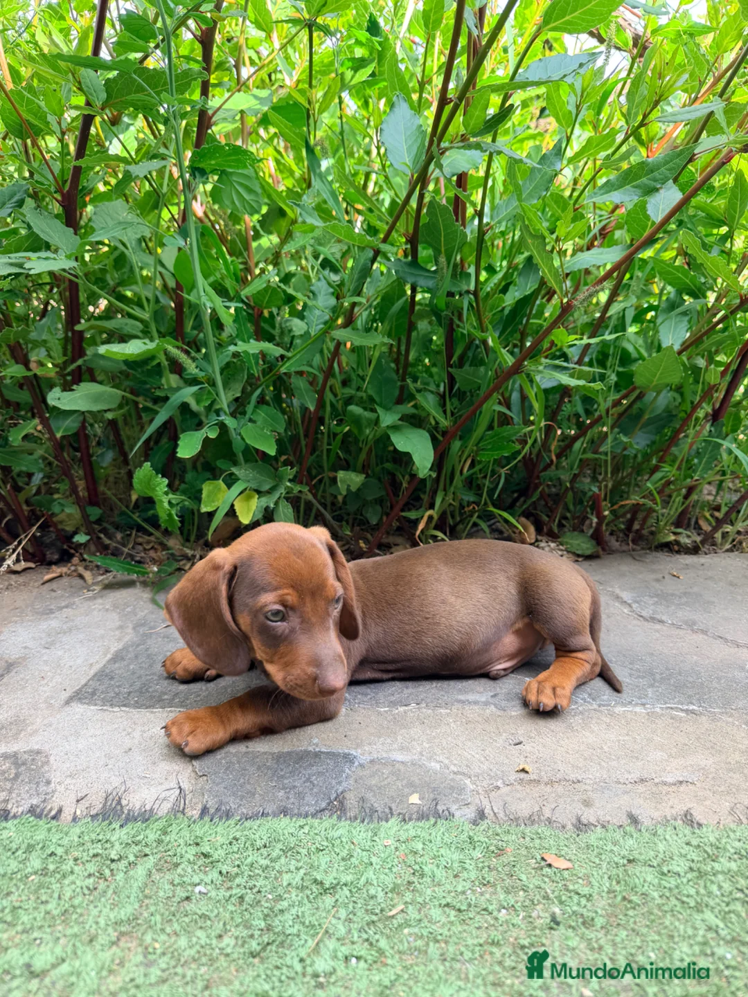Teckel Miniatura perros en venta: TECKEL CHOCOLATE MINIATURA - Anuncio 1