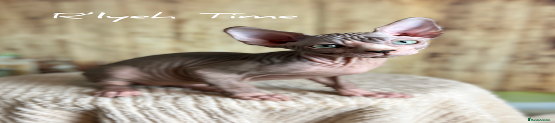Sphynx Gatito 2
