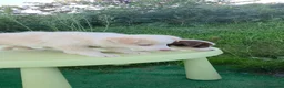 Border Collie perros en venta: Cachorros border collie - Anuncio 2