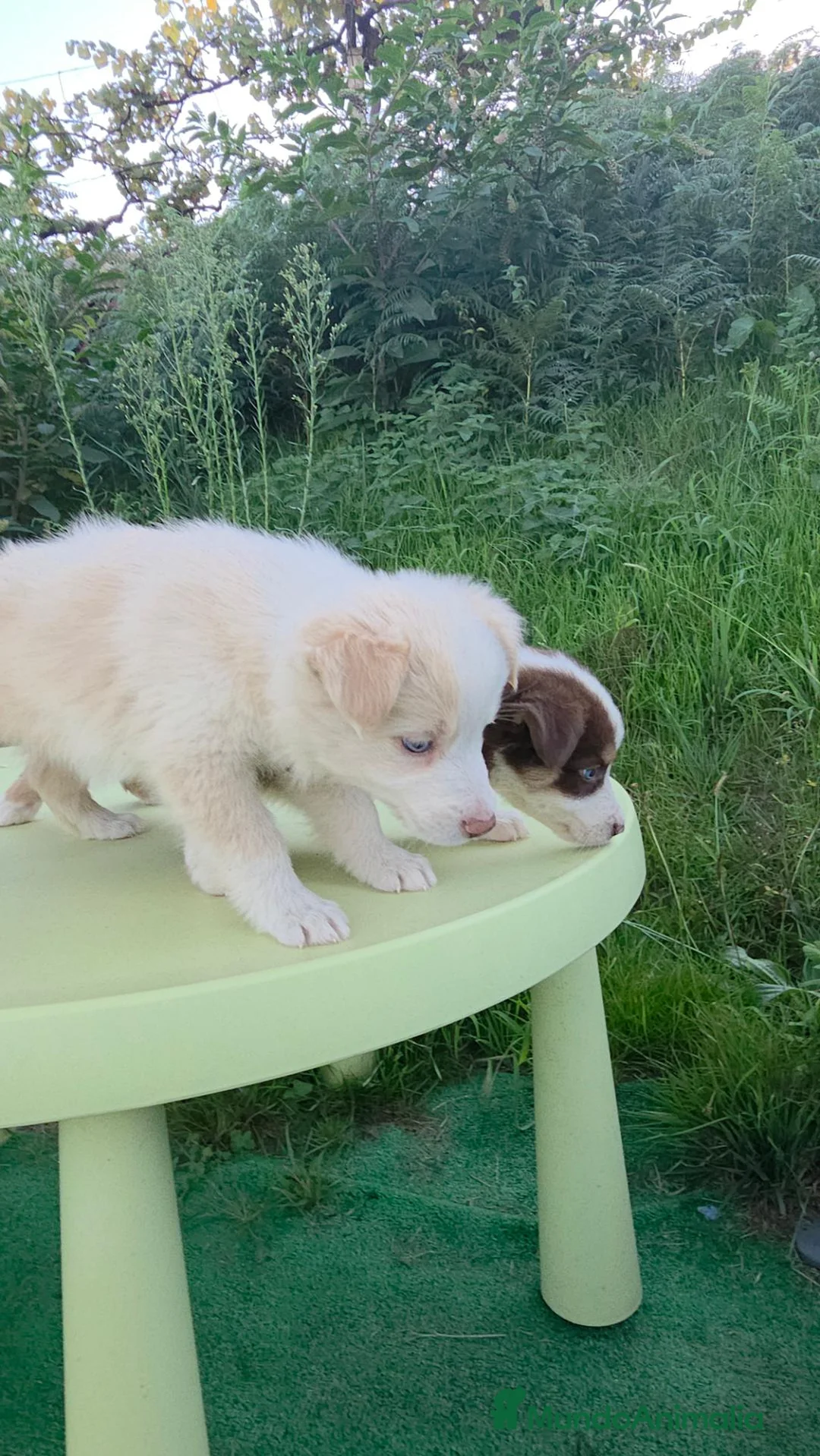 Border Collie perros en venta: Cachorros border collie - Anuncio 2