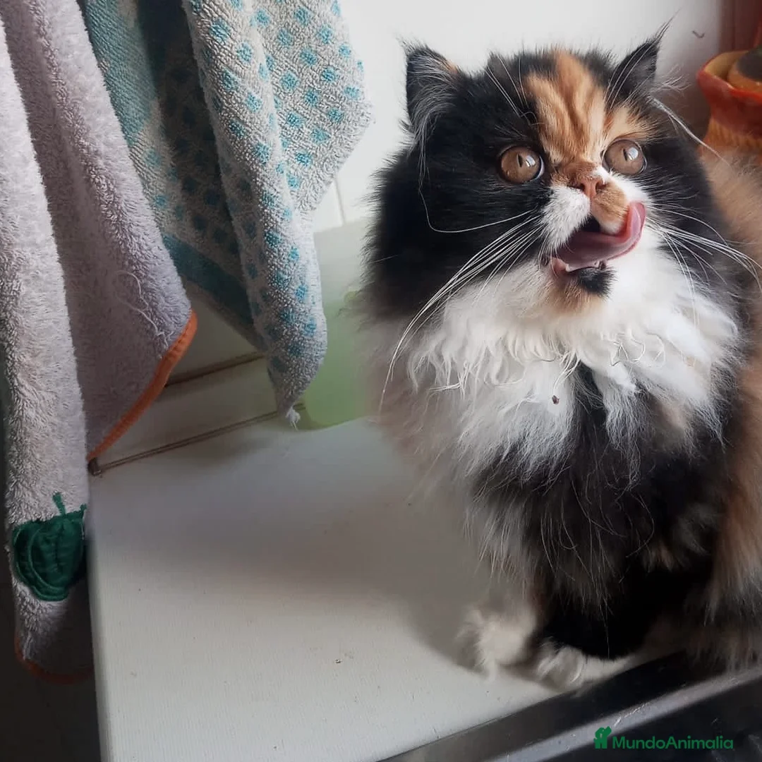 Persa gatos en venta: Persa Tricolor  - Anuncio 3