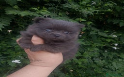 Pomerania perros en venta: Pomerania enanos una pasada de color  - Imagen 11