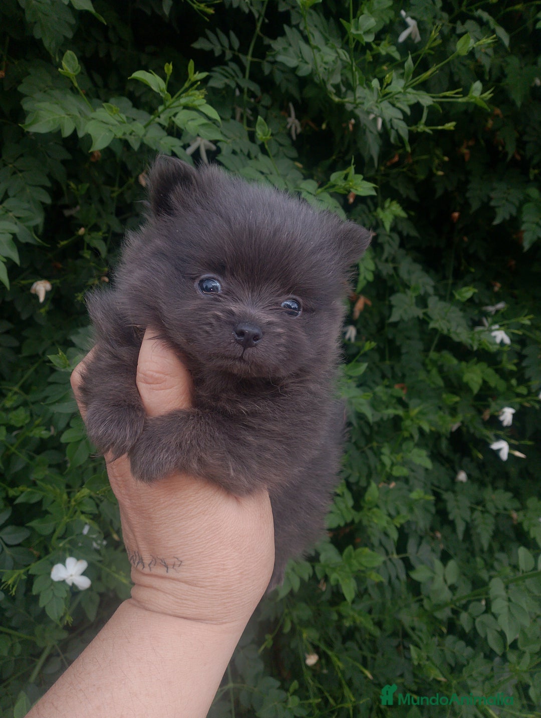 Pomerania perros en venta: Pomerania enanos una pasada de color  - Imagen 11