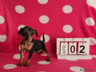 Ratón de Praga perros Ratón de Praga merlé - Anuncio 35