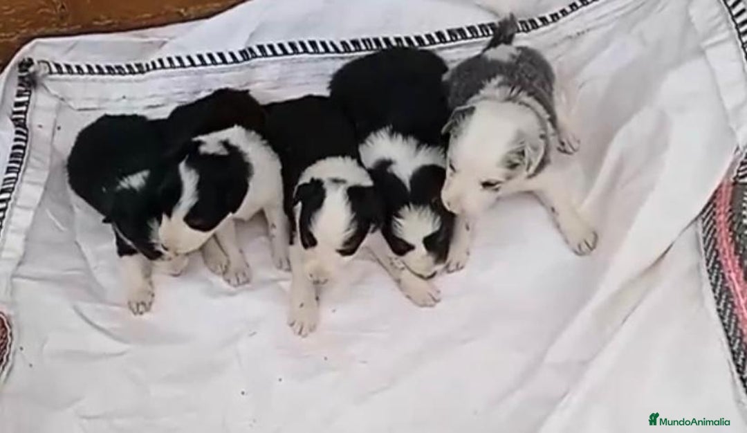 Border Collie perros en venta: Border collie  - Imagen 5