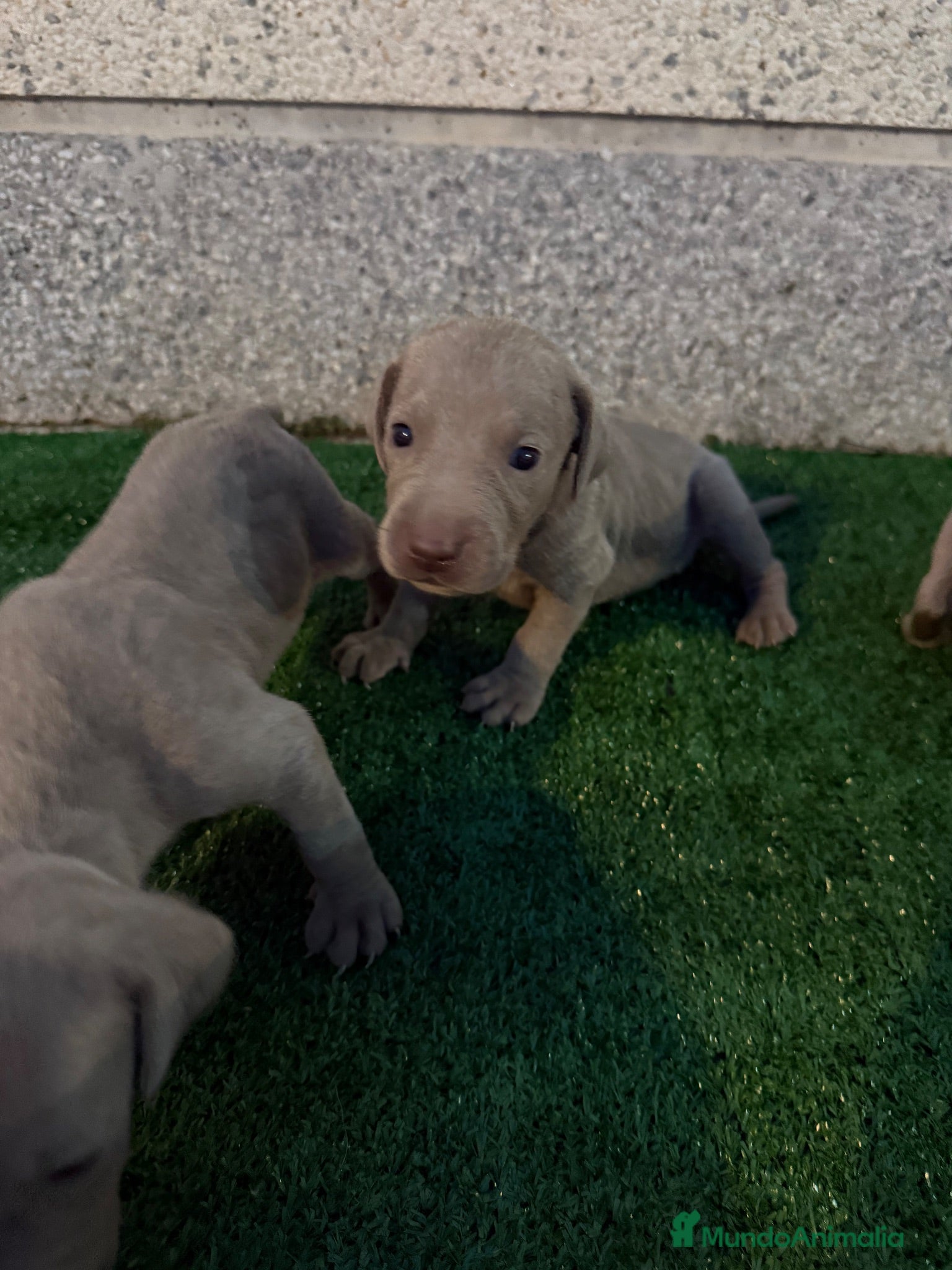 Weimaraner perros 🐾 BRACO DE WEIMAR – CAMADA EXCLUSIVA 💎 - Anuncio 1