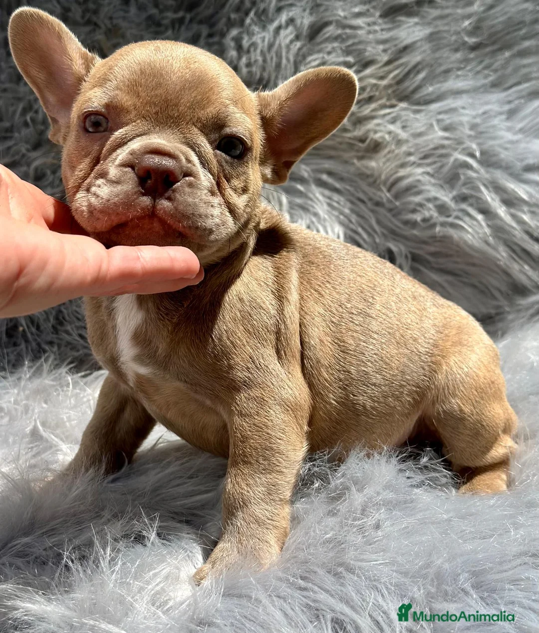 Bulldog Francés perros en venta: Bulldog francés  en Barcelona - Anuncio 3