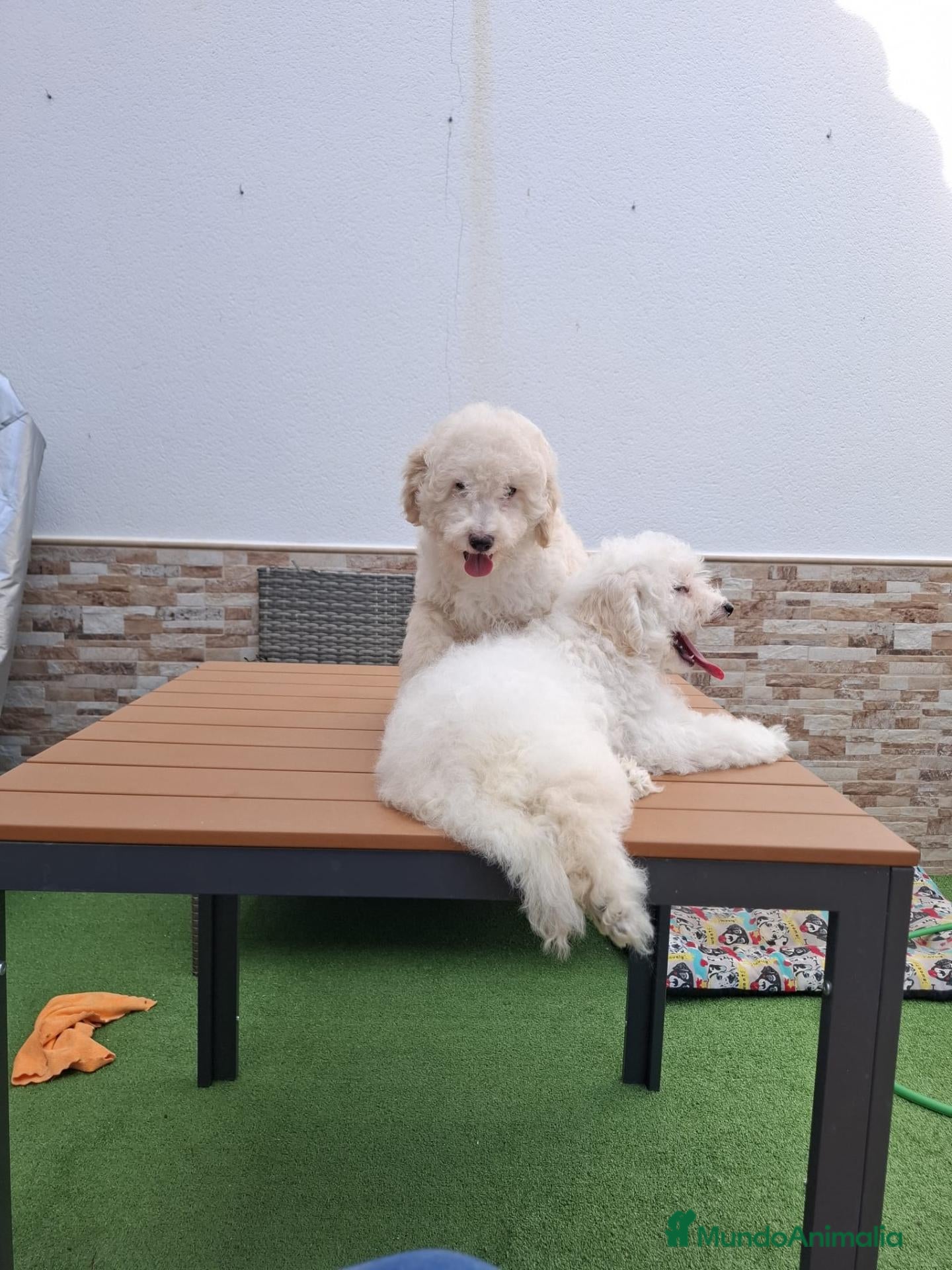 Caniche Enano perros Caniches enanos Hembras - Anuncio 13