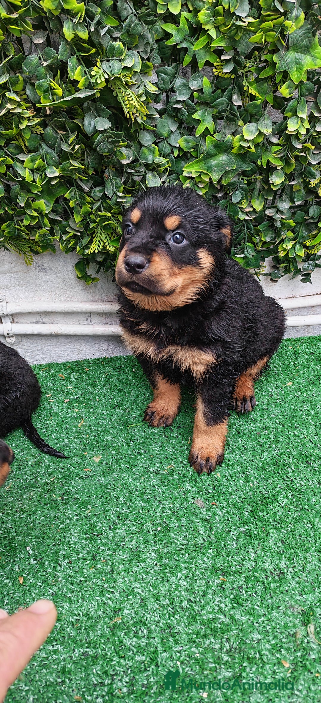 Rottweiler perros en venta: Camada de Rottwailer en Toledo - Anuncio 11