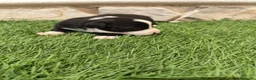 Border Collie perros en venta: Border Collie hembra   - Anuncio 10